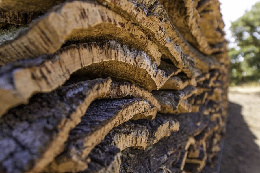 2 hr Walk in the Cork Forest - Why a 2-Hour Cork Forest Walk Feels More Like Nature Than a Tour