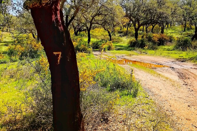 2hr Cork Safari in a Classical Land Rover - Why an Alentejo Cork Safari Beats a Regular Winery Stop