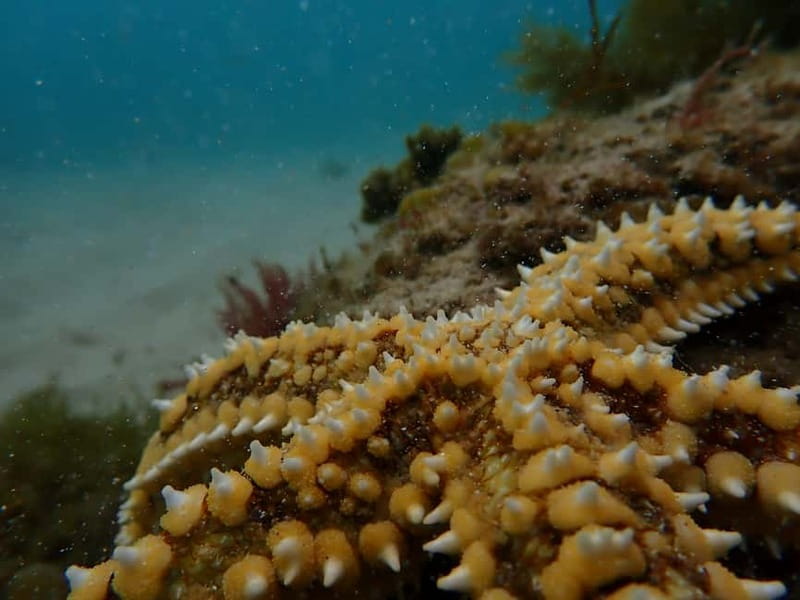 Arrábida Marine Reserve: Kayaking & Snorkeling Tour - Who this tour suits best