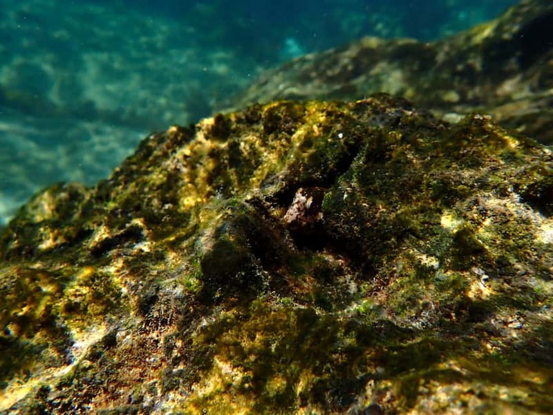 Arrábida Marine Reserve: Kayaking & Snorkeling Tour - What to bring, and what not to forget