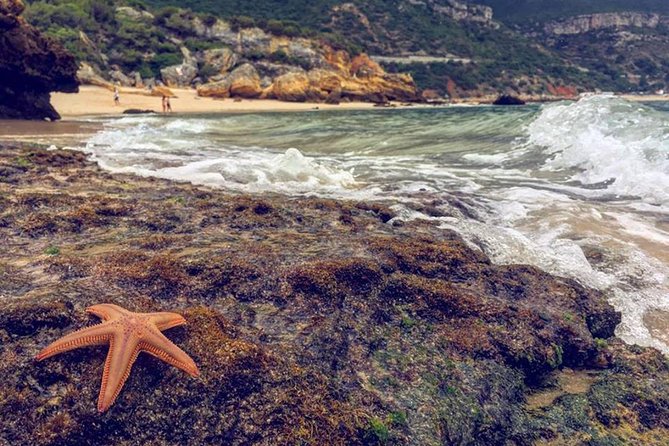Arrabida Safari – Europe's Most Beautiful Beach & Hidden Gems - Parque Natural da Arrábida: Cork Trees, Vineyards, and a View Snack Spot
