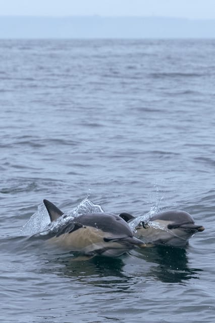 Arrábida - Sesimbra: Dolphin Watching - Key things that make this dolphin tour worth your time
