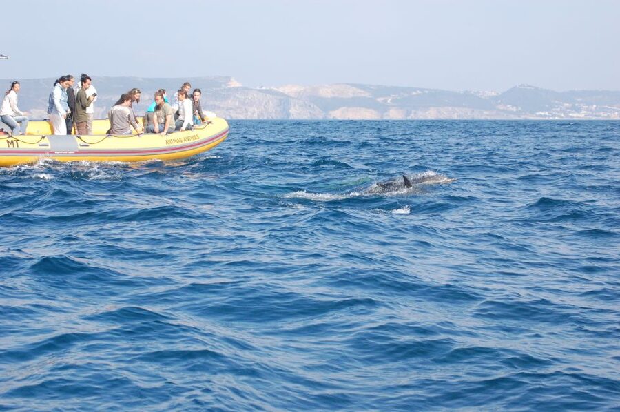 Arrábida - Sesimbra: Dolphin Watching - Why Arrábida and Sesimbra work so well for dolphin watching