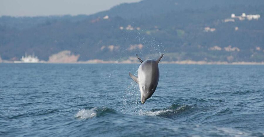 Arrábida - Sesimbra: Dolphin Watching - Common and bottlenose dolphins: what to watch for (and what you can’t control)
