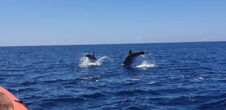 Arrábida - Sesimbra: Dolphin Watching - Coastal views up to the Sado River, plus a possible cave detour