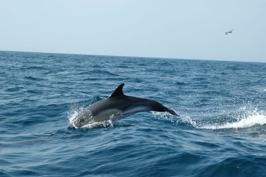 Arrábida - Sesimbra: Dolphin Watching - The marine ecologist guide: why their explanations matter
