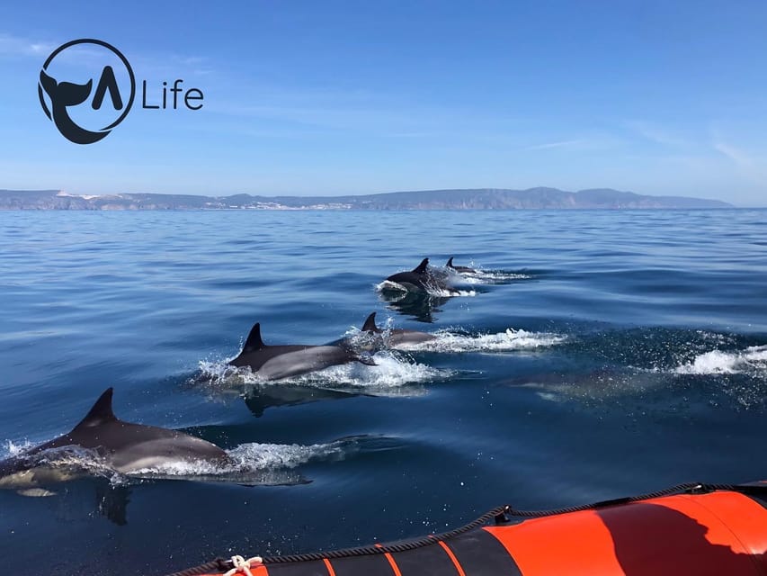 Arrábida - Sesimbra: Dolphin Watching - The 2-hour plan after you leave Sesimbra