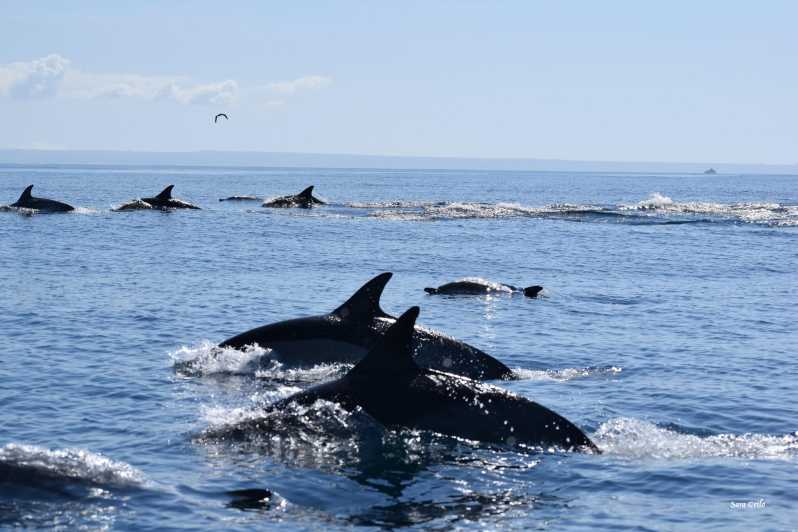 Cascais: Dolphin Watching Speedboat Tour - Key things to know before you go