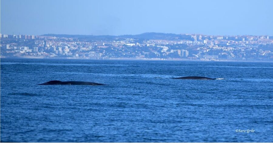 Cascais: Dolphin Watching Speedboat Tour - Who this tour suits best, and who should skip it