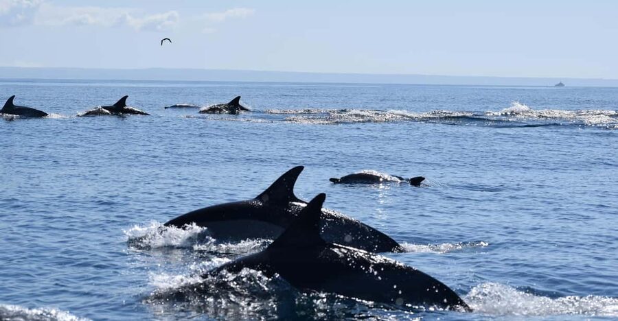 Cascais: Dolphin Watching Speedboat Tour - From Cascais Marina to Open Water: The feel of the speedboat