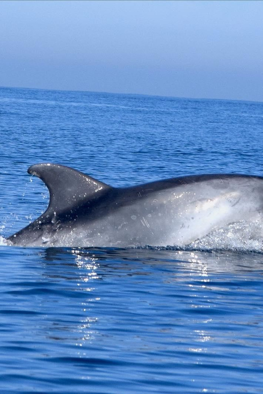 Cascais: Dolphin Watching Speedboat Tour - How the guides spot dolphins and whales without acting like paparazzi