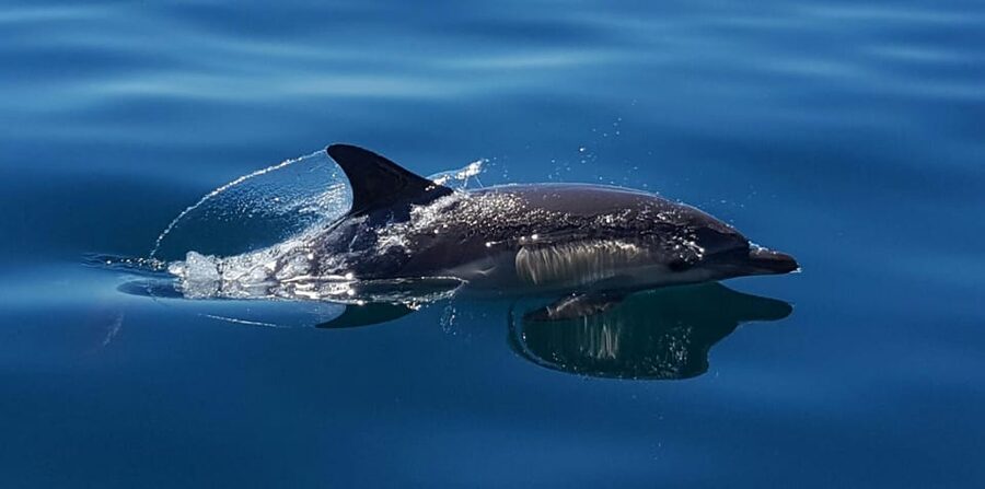 Cascais: Dolphin Watching Speedboat Tour - What wildlife you can realistically hope to see