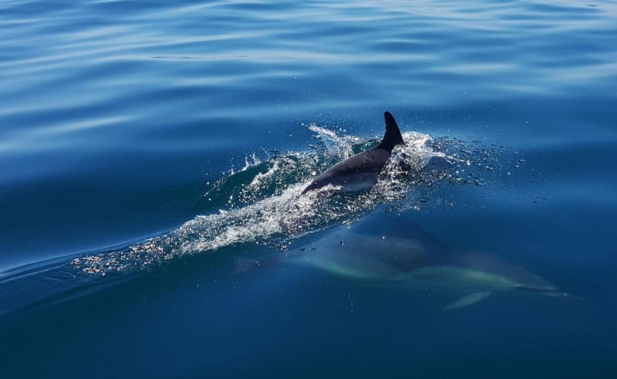 Cascais: Dolphin Watching Speedboat Tour - The secret stop: why it feels like the moment that matters