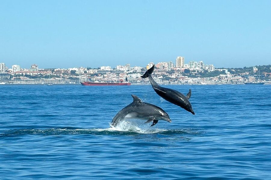 Cascais: Dolphin Watching Speedboat Tour - Comfort and packing: what to bring for wind and sun