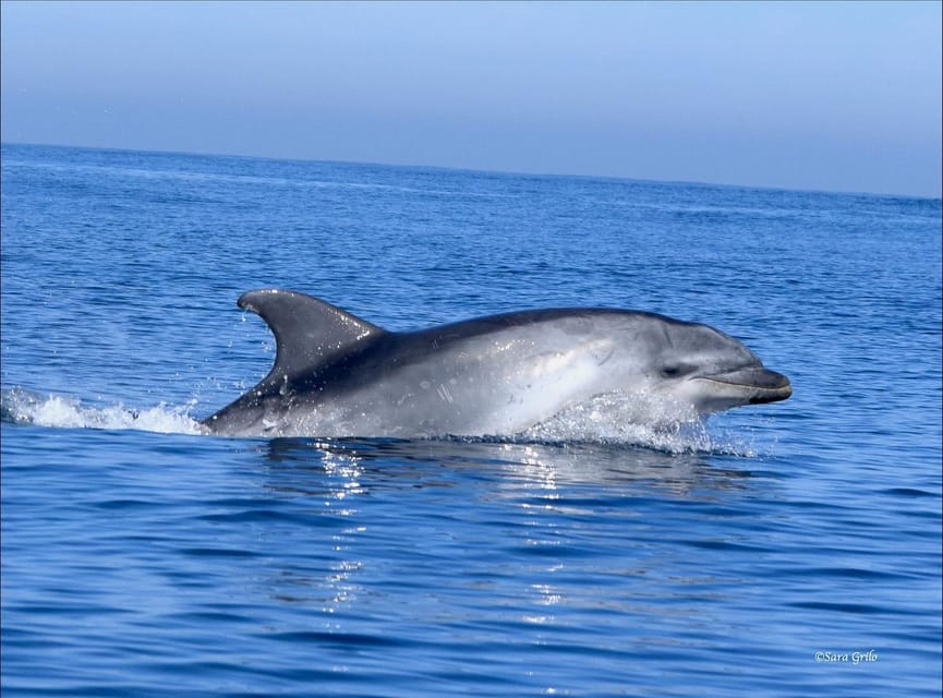 Cascais: Dolphin Watching Speedboat Tour - Price and value: how $76 per person fits the experience