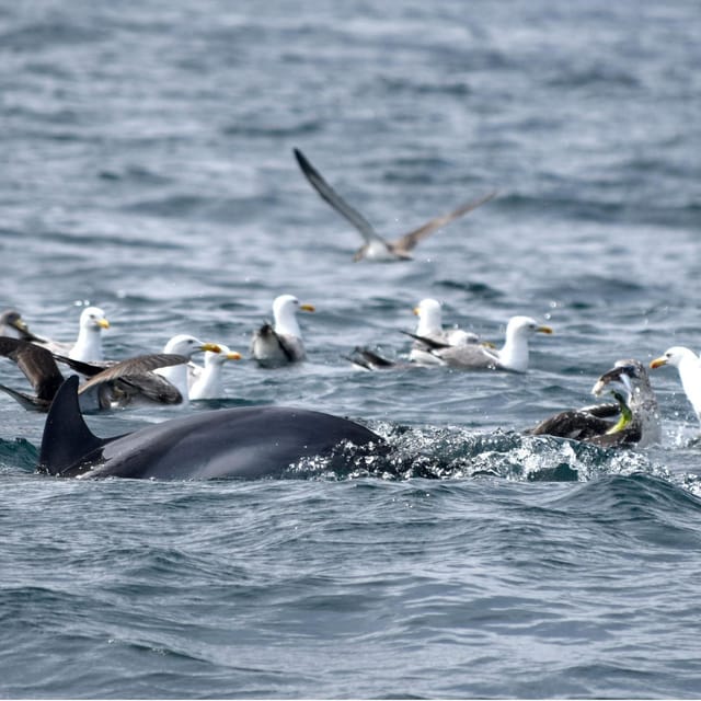 Cascais: Dolphin Watching Speedboat Tour - The 2-hour structure: speedboat hour plus a wildlife viewing hour