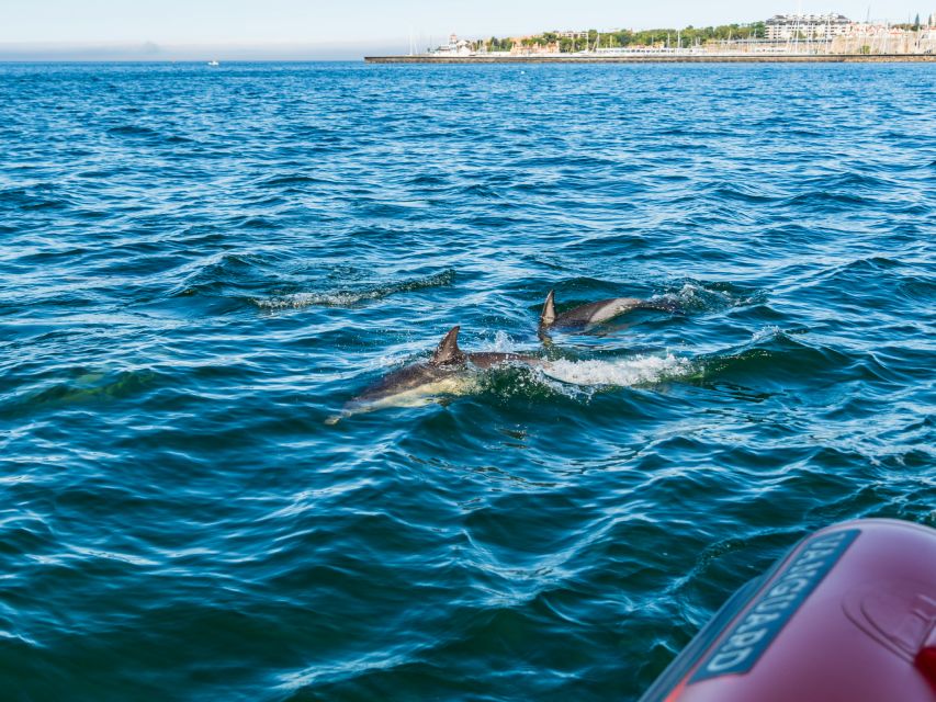 Cascais: Dolphin Watching Tour - Key Things You’ll Notice on This Dolphin Tour