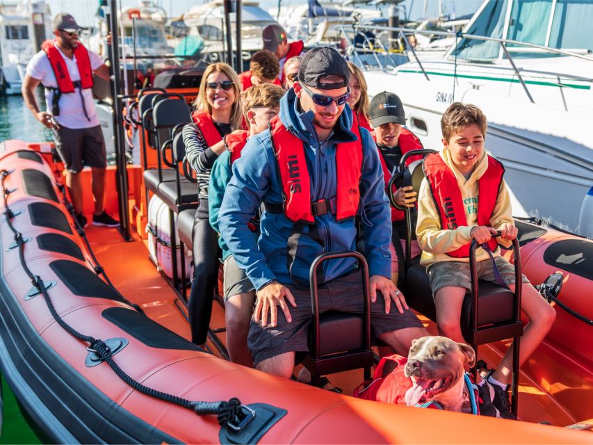 Cascais: Dolphin Watching Tour - Cascais Marina to Open Water: Why This Trip Works So Well