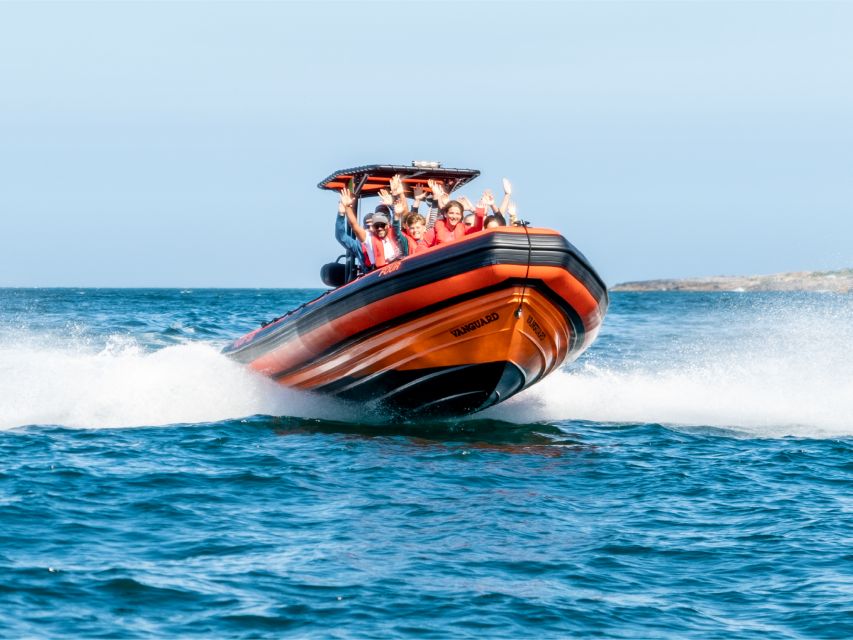Cascais: Dolphin Watching Tour - What You’ll Actually See: Dolphins, Jumps, and the Real Meaning of “Natural Habitat”