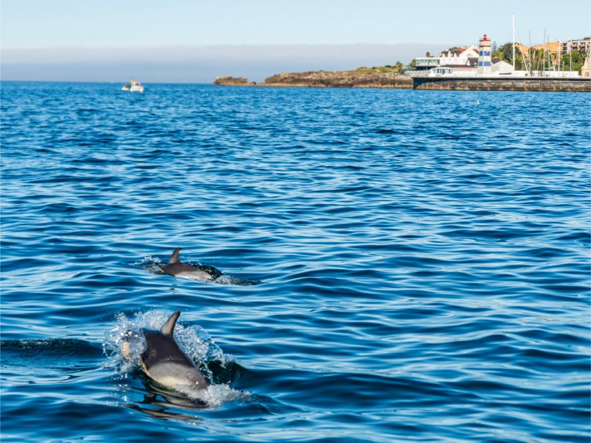 Cascais: Dolphin Watching Tour - Safety and Animal Respect: The Rules That Make the Experience Better