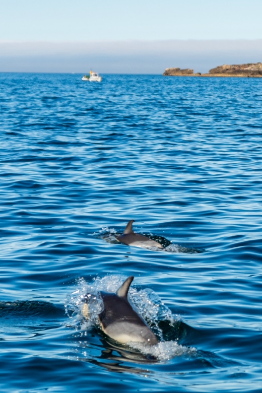 Cascais: Dolphin Watching Tour - Price and Value: Is $76 for 2 Hours a Good Deal?