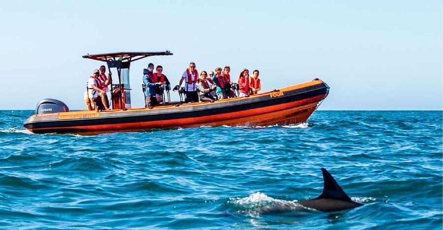 Cascais: Dolphin Watching Tour - Best Timing for Departure and How to Plan Your Day