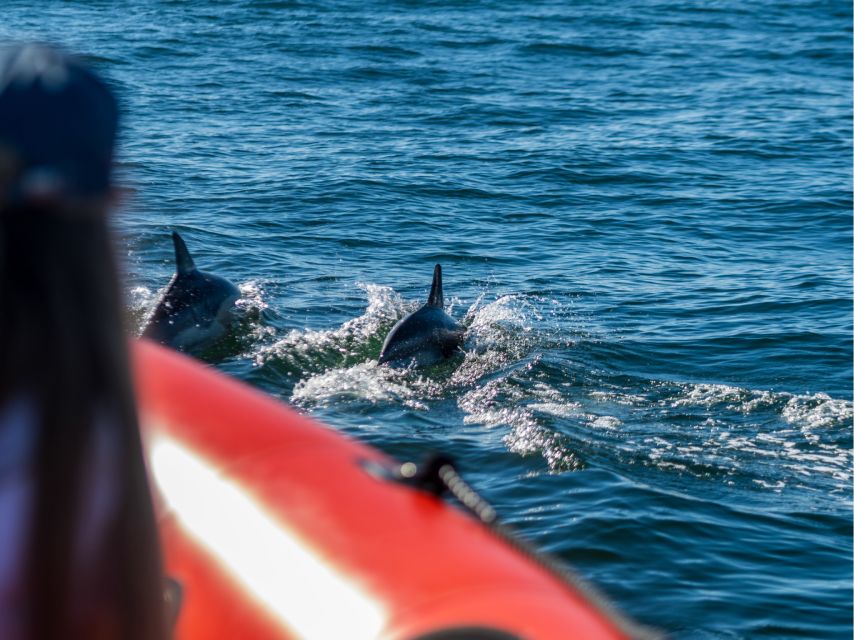 Cascais: Dolphin Watching Tour - The 2-Hour Rhythm: From Check-In to Dolphins and Back