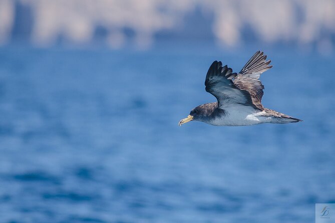 Feathers & Scales - Wildlife spotting in practice: dolphins, seabirds, and seasonal whales