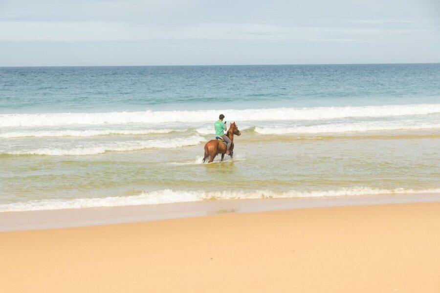 From Lisbon: Horseback Riding on Comporta Beach - Choosing Your Horse: Lusitano First, Then More Breeds