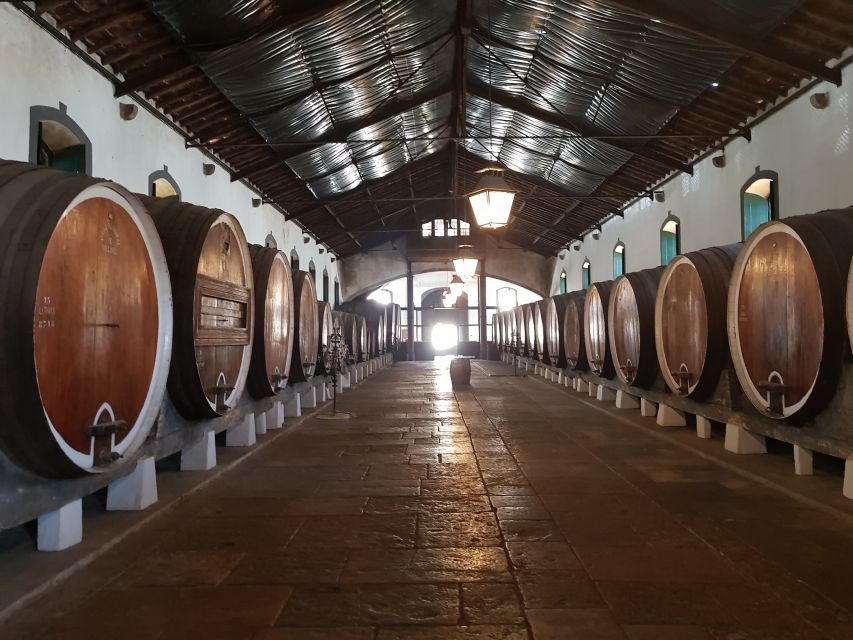 From Lisbon: Sintra Wine Experience - A family-run Sintra winery with a 100-year comeback story