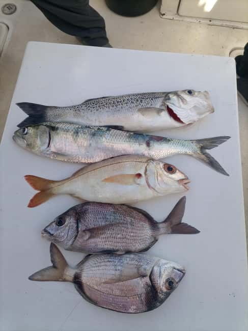 Half Day Fishing Trip - The 3-hour Cascais cruise that actually leaves time for fishing