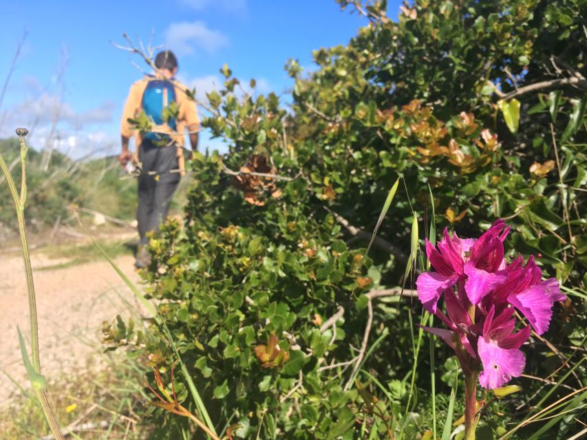 Hiking tour to Highest Limestone Cliff in Europe - Why This Arrábida Cliff Hike Feels So Different From a Typical Tour