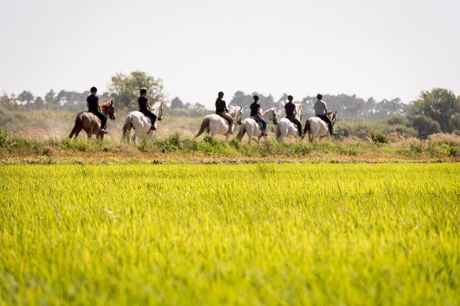 Horse Riding on the Beach - Private tour value: what $98.84 buys you in real life