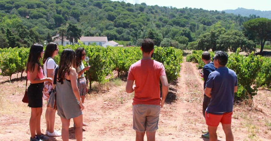 Lisbon: Arrábida and Sesimbra Day Trip with Wine - Palmela and the Moorish castle viewpoint, plus a family wine estate