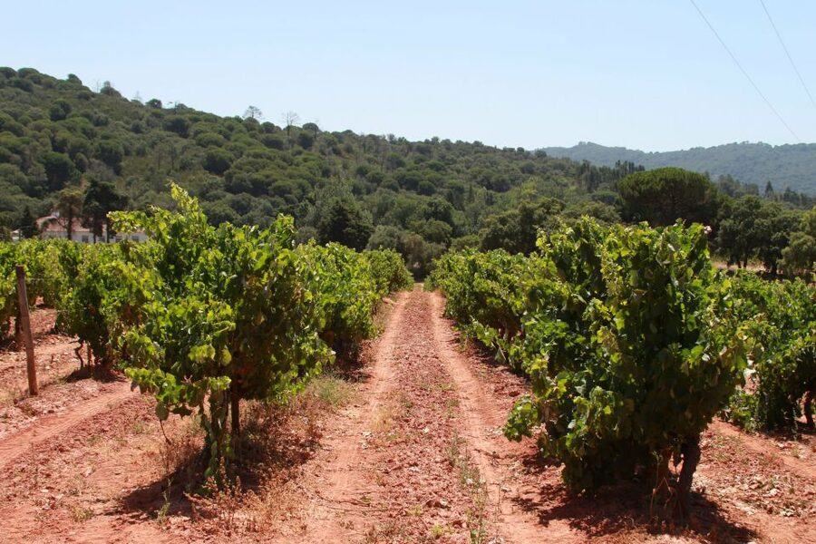 Lisbon: Arrábida and Sesimbra Day Trip with Wine - Price and value: is $75 for this day trip fair?