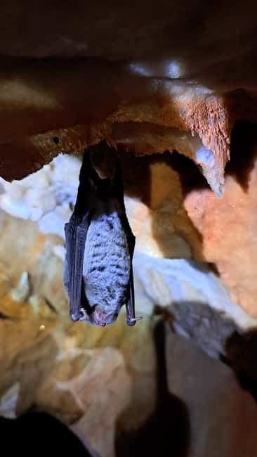 Lisbon: Arrábida Natural Park Cave Tour with Guide - Doctor’s Cave and the Limestone World You’re Actually Exploring
