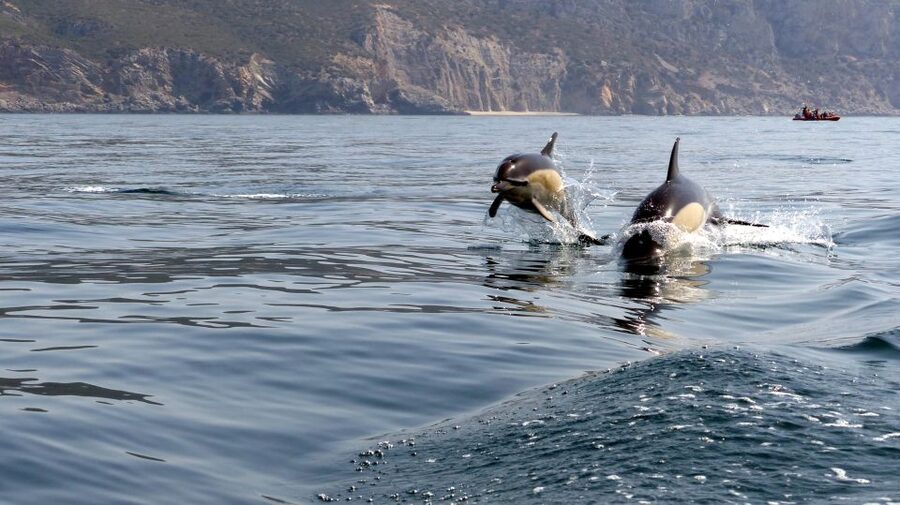 Lisbon: Arrábida Natural Park Dolphin Watching Boat Tour - My call: should you book the Lisbon Arrábida Dolphin Watching Boat Tour?
