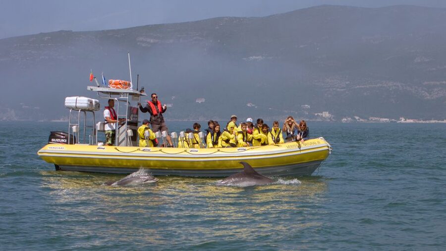 Lisbon: Arrábida Natural Park Dolphin Watching Boat Tour - Arrábida Natural Park Dolphin Watching, the real reason to choose this