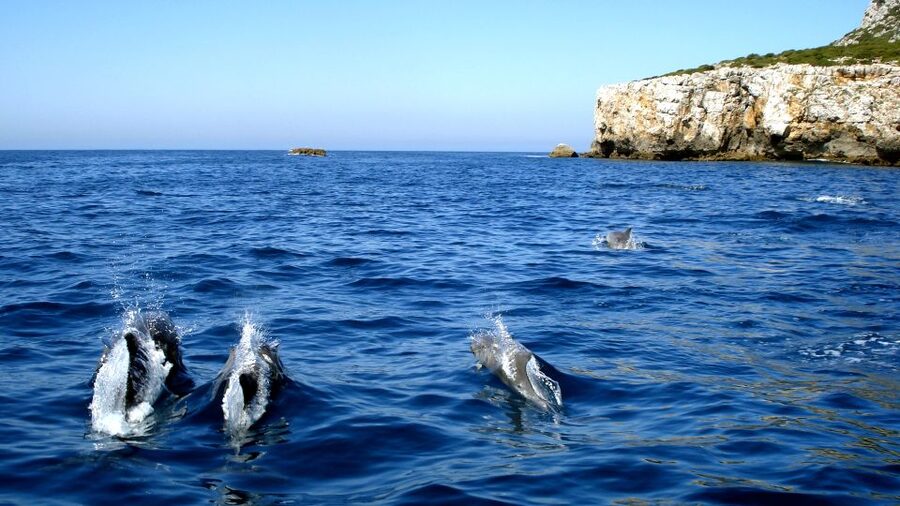Lisbon: Arrábida Natural Park Dolphin Watching Boat Tour - The semi-inflatable boat ride: comfort, speed, and how conditions change the day