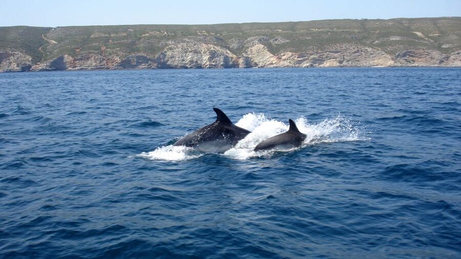 Lisbon: Arrábida Natural Park Dolphin Watching Boat Tour - Arrábida coastline wildlife viewing: pods, possible whales, and what you might see