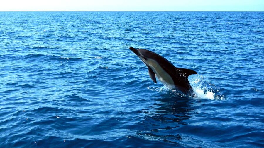 Lisbon: Arrábida Natural Park Dolphin Watching Boat Tour - The included bite: pastry stop and optional regional drink moments