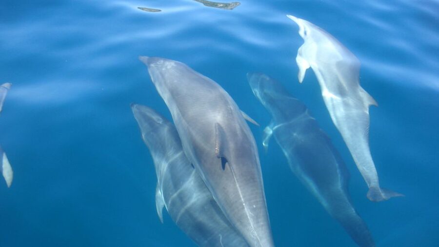 Lisbon: Arrábida Natural Park Dolphin Watching Boat Tour - Price and value: is $58 per person a smart deal?