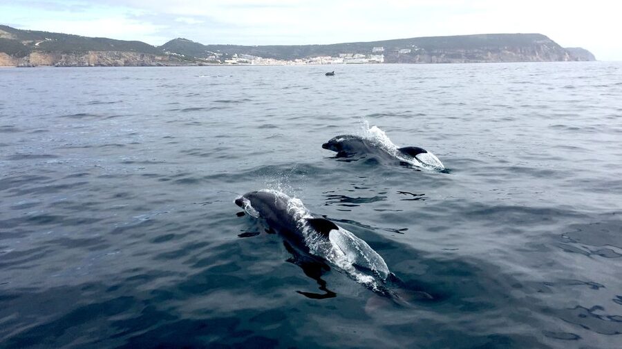 Lisbon: Arrábida Natural Park Dolphin Watching Boat Tour - Who this tour fits best, and who should reconsider