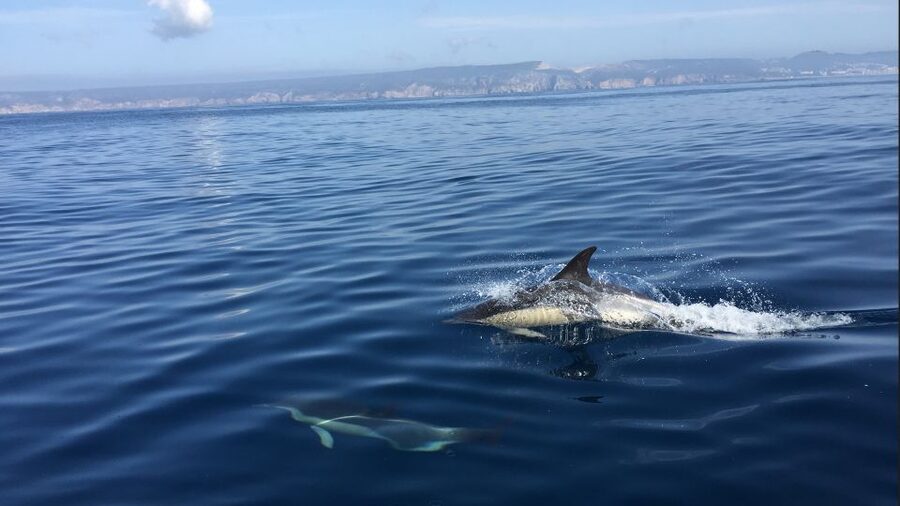 Lisbon: Arrábida Natural Park Dolphin Watching Boat Tour - Sesimbra meeting point vs optional Lisbon transfer: how to pick the easier plan