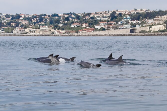 Lisbon: Dolphin Watching with a Marine Biologist - Ocean Safari - From Alcantara Dock to the Atlantic, Fast and Focused