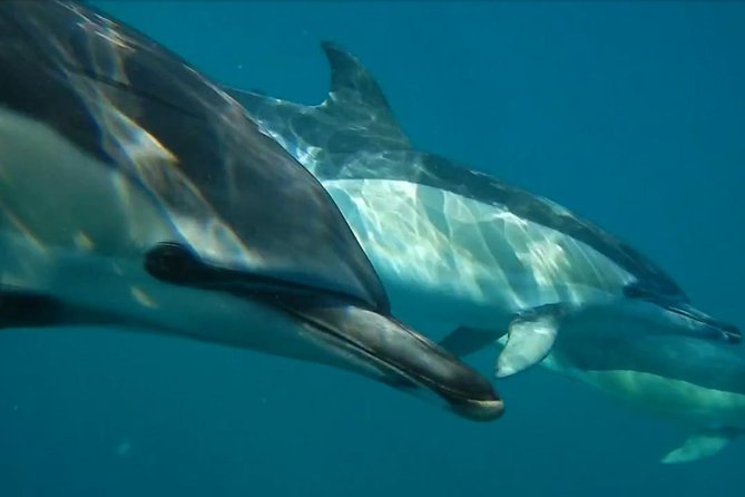 Lisbon: Dolphin Watching with a Marine Biologist - Ocean Safari - Farol do Bugio to the Atlantic Scan: How the Trip Is Actually Run