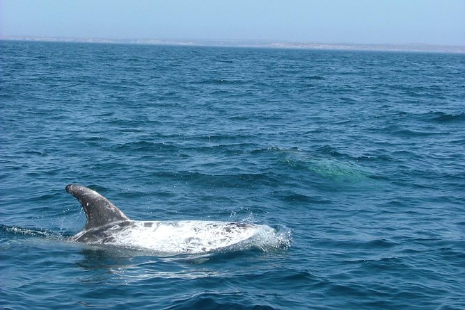 Lisbon: Dolphin Watching with a Marine Biologist - Ocean Safari - Lisbon Landmarks While You Sail: Belem Tower and More