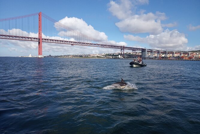 Lisbon: Dolphin Watching with a Marine Biologist - Ocean Safari - Dolphin Watching Odds: What You Should Expect to See