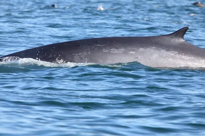 Lisbon: Dolphin Watching with a Marine Biologist - Ocean Safari - Cold Wind Reality Check: What to Wear and How to Stay Comfortable