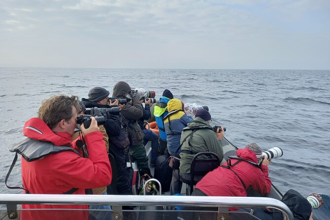 Lisbon: Dolphin Watching with a Marine Biologist - Ocean Safari - Who This Tour Fits Best in Lisbon